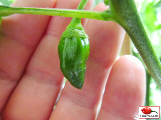 Orange Habanero - 21st August 2013