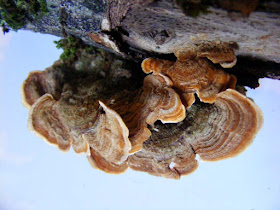 Yellowing Curtain Crust Stereum tomentosum.  Indre et Loire, France. Photographed by Susan Walter. Tour the Loire Valley with a classic car and a private guide.