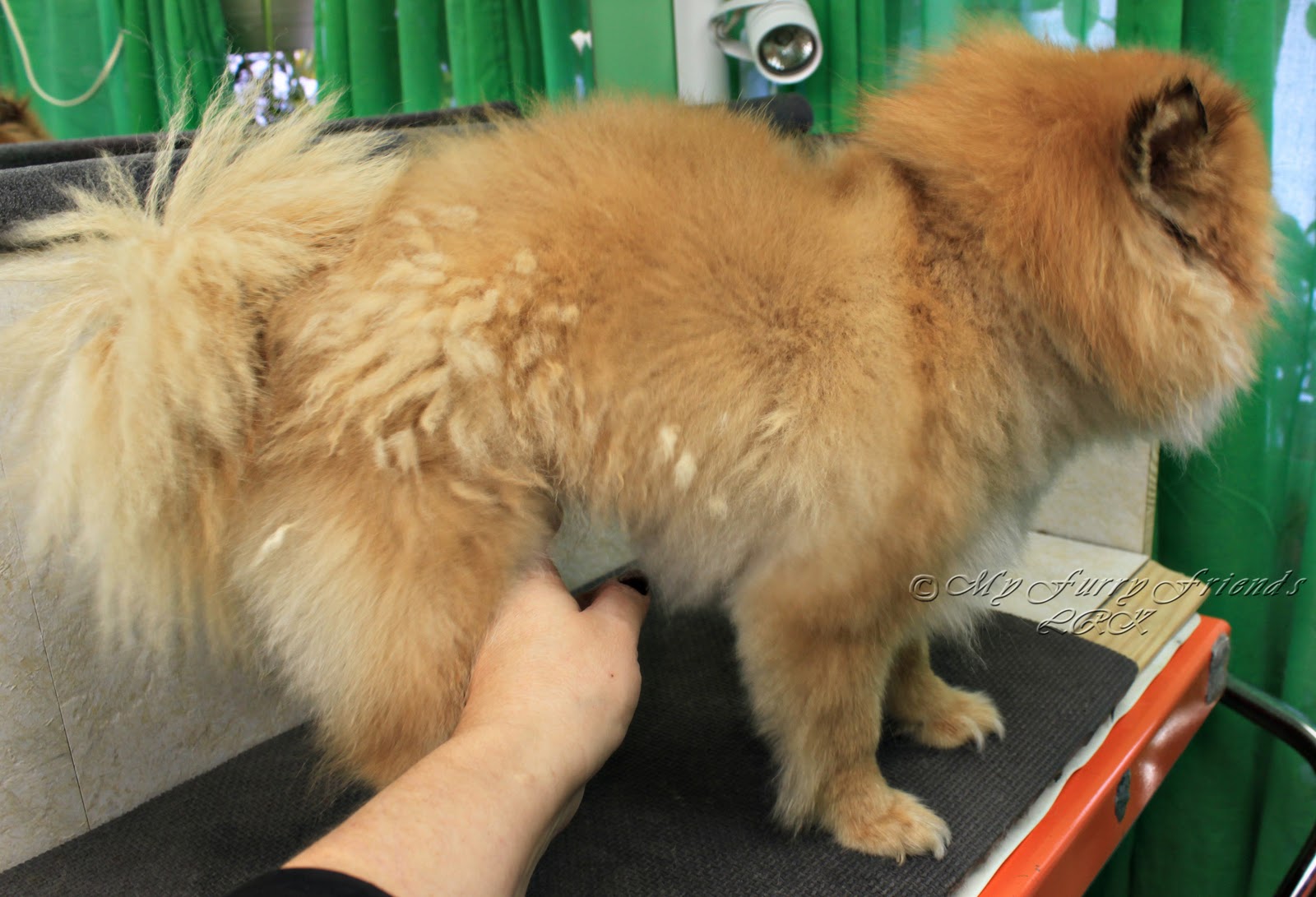 do I have the feeling that if I had cut this dog short and the hair