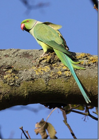 parakeet
