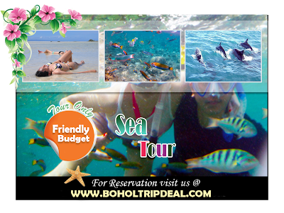 snorkling, dolphin watching, book sea tour, bohol tour