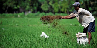  Pada artikel kita sebelumnya kita telah membahas wacana persemaian padi organik Penanaman Padi Organik