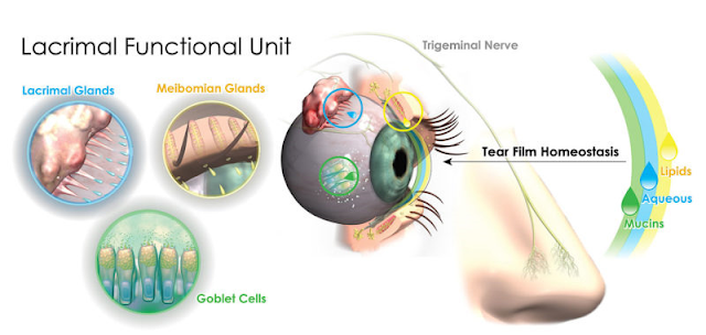 Oyster Point Pharmaceuticals-Nasal Spray for Dry Eye Disease