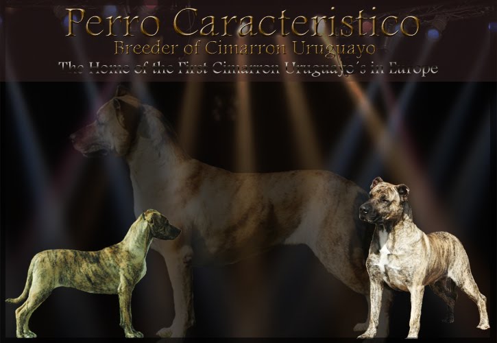 Perro Caracteristico