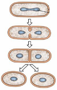 Perhatikan gambar cara reproduksi bakteri berikut ini