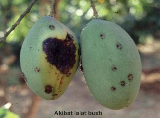 Cara Membasmi Lalat Buah 