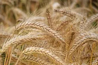 تأويل رؤية الشعير فى المنام لابن سيرين