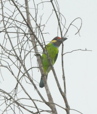 Gold-whiskered Barbet (Megalaima chrysopogon)