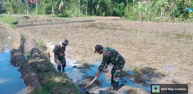 Bantu Penyiapan Lahan Tanaman Padi, Babinsa Bersama Petani Bekerja Sama Menggarap Lahan. 