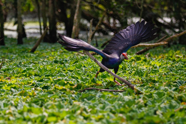 U Minh Thuong National Park 6