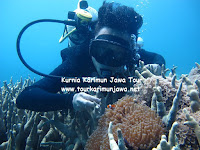 diving di terumbu karang karimunjawa