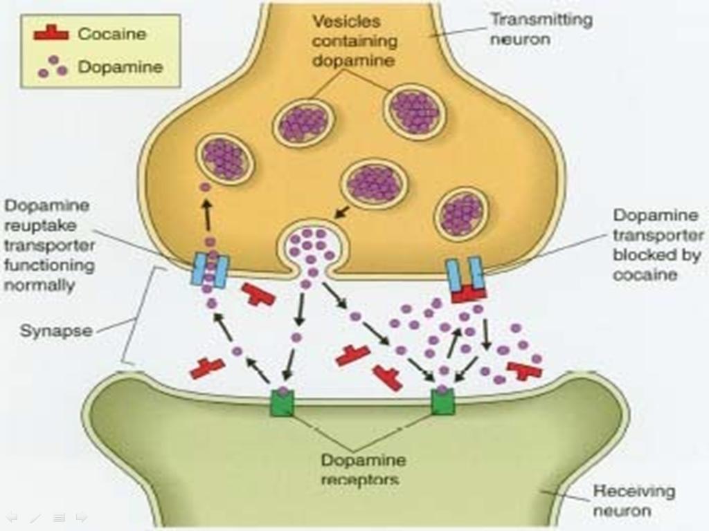 Power point KU Neurotransmiter dan Komunikasi Saraf