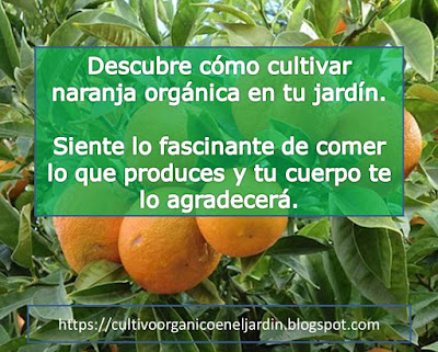 Cultivo orgánico de la naranja