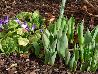 Tulips and daffodils in flower bed at our Sequim house at the beginning of February