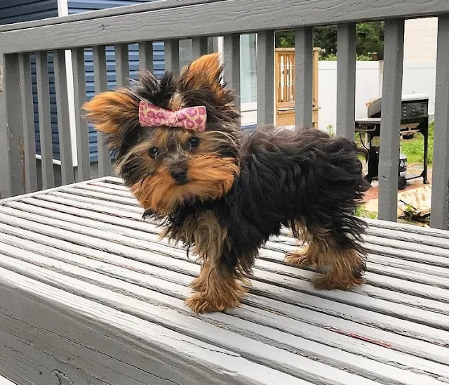 yorkshire terrier puppy