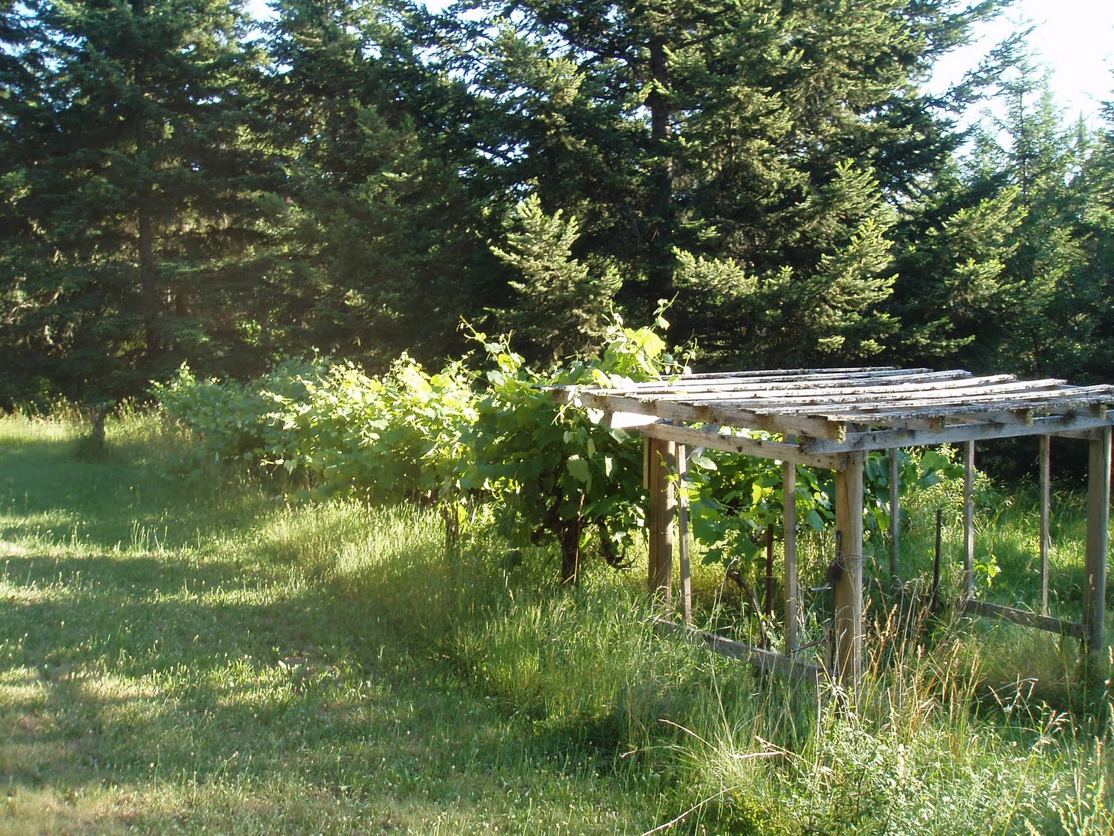 In The Fields The Grape Vines