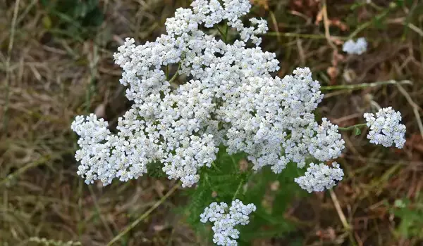 Yarrow (Achillea millefolium ‘White Beauty’)