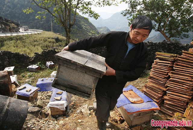 "Người nuôi ong phải sống kiểu du mục, trong năm liên tục di chuyển các đàn ong đến vùng có hoa nở. Mỗi mùa lại cắm nhà bạt tại chỗ để thu hoạch mật",