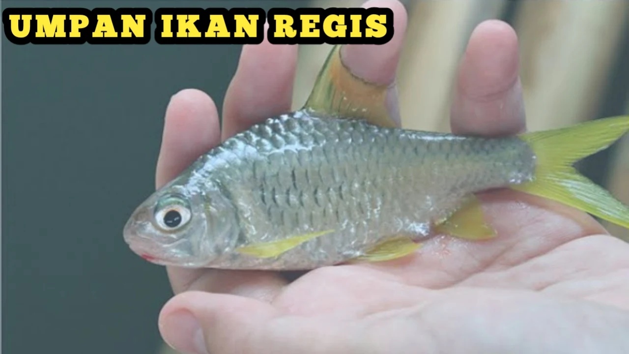 UMPAN IKAN REGIS  Umpan lumut untuk ikan Regis sangat terkenal di kalangan para pemancing ikan Keprek karena di saat musim kemarau untuk mecari umpan Kulat sangat mudah sekali di temukan di genangan air sungai dan batu-batu yag sudah di tumbuhi lumut.  Mancing ikan Gengehek yang tepat saat musim kemarau, spot ikan Kapyah yang banyak terdapat di sungai berair jernih yang mengalir karena ikan lawak berkumpul mencari makan lumut yang ada di batu mapun ulat batu.   Nama latin dari ikan regis adalah Mystacoleucus Marginatus merupakan ikan favorit yang banyak digemari oleh penikmat kuliner ikan sungai karena rasanya yang sangat gurih dan harga ikan regis Tiga Puluh Ribu sampai Limu Puluh Ribu per kilo gram sehingga dengan harga segitu sangat terjangkau untuk semua kalangan.  Macam-macam Umpan Ikan Regis 1. Umpan Lumut Untuk Ikan Regis Cara mendapatka umpan lumut untuk ikan regis; Mencari lumut di genangan air sungai yang tidak mengalir Mengambil umpan lumut di aliran sungai yang banyak tumbuh di batu-batu atau padas Meminta umpan lumut kepada orang yang kolamnya banyak ditumbuhi lumut 2. Umpan Ulat Batu  Buat Mancing Ikan Genggehek Tempat mencari umpan ulat Batu;  Ulat Batu yang ditemukan di bebatuan sungai Ulat Batu biasanya terdapat di dinding tembok pinggiran sungai yang mengalir Pada kayu yang terendam di aliran sungai  3. Umpan ikan Gengehek dari ulat buah Belimbing Cara mudah mendapatkan umpan mancing ulat belimbing; Ulat buah Belimbing banyak terdapat pada buah yang busuk Mencari di bawah pohon Belimbing yang sedang berbuah lebat Memotong buah Belimbing lalu diamkan kurang lebih satu Minggu 4. Umpan ikan Keprek terbuat dari Roti Cara membuat umpan ika Keprek dari roti;    Roti Rolls Royce Bread Telu Bebek Campur roti Royal Bloomer dan kuning telur bebek lalu haluskan