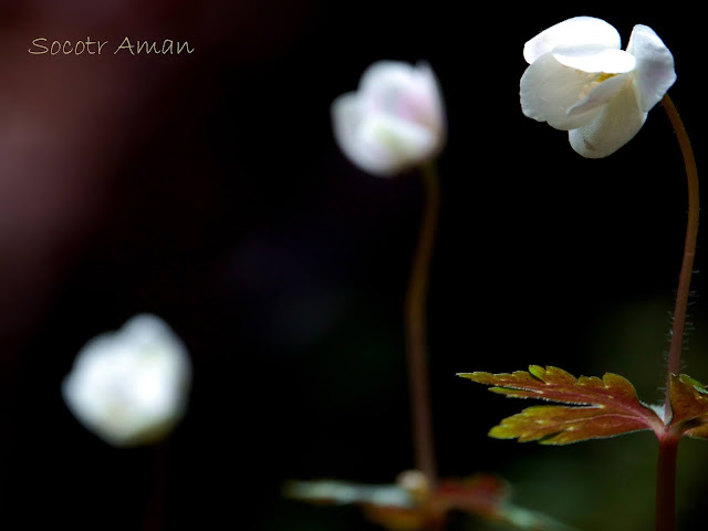 Anemone flaccida