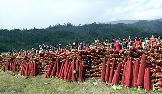 MINYAK SARI BUAH MERAH ASLI