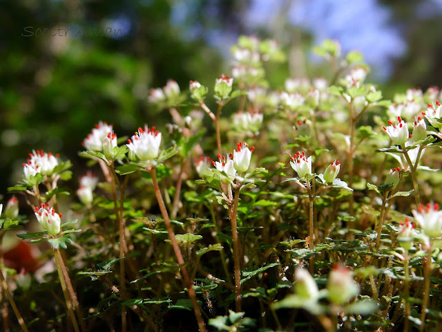 Chrysosplenium album