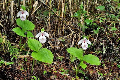  Orquídea pantufla Cypripedium formosanum