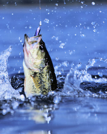 Fly Fishing for Bass,
