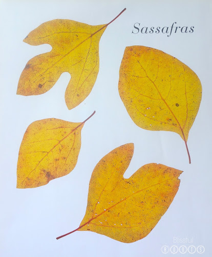 Autumn Leaves by Ken Robbins for Fall Decor @ Blissful Roots