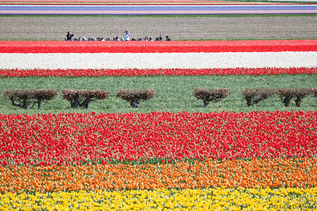 Tulipani al parco Keukenhof