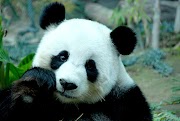 Inspirasi Terbaru Gambar Panda Lucu, Top!