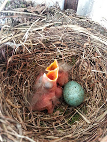 Blackbird chicks mladi kosi in še jajčka