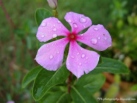 Rosy Periwinkle Flower