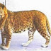 Amazing Leopon : Cross Breed Of A Leopard Male And Lioness