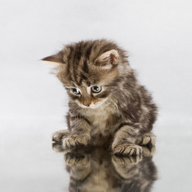 Mirror cat by crsan from flickr (CC-BY)