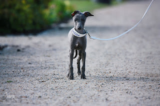 Italian Greyhound Sighthound for sale