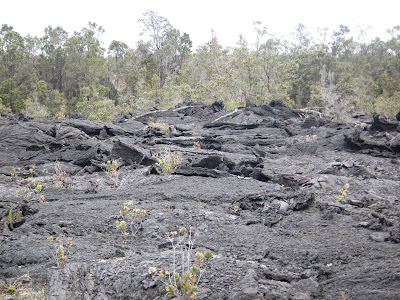 forest and lava, Hawaii