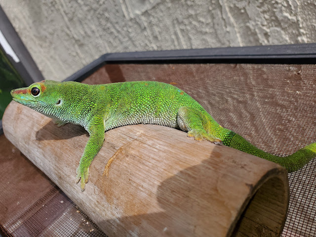 Day gecko lying on a bamboo log