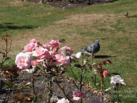 House sparrow resting on a rose, Wellington Botanic Garden, NZ - © Denise Motard