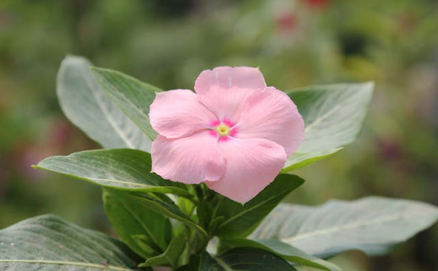 Vinca Flowers Pictures