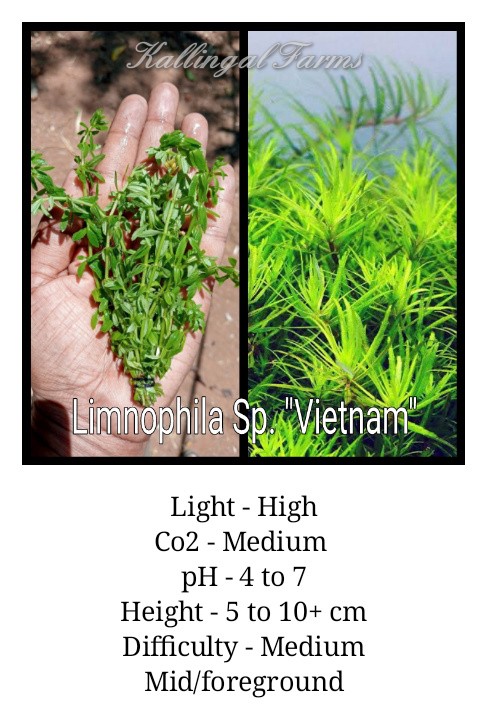Limnophila Sp. "Vietnam"
