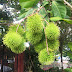 Wordless Wednesday: Pokok Rambutan Depan Rumah