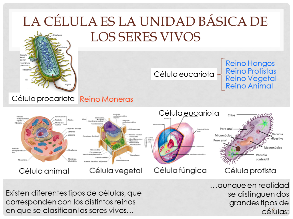 imagenes de diferentes animales - 20 Amistades entre Animales de diferente Especie Fress