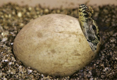 Baby Komodo