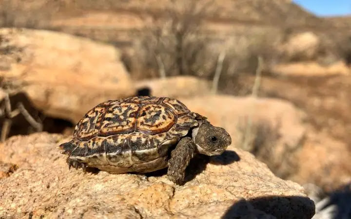 Top 10 Smallest Turtles In The World