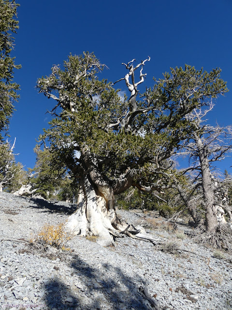 127: big tree twisting on a steep slope