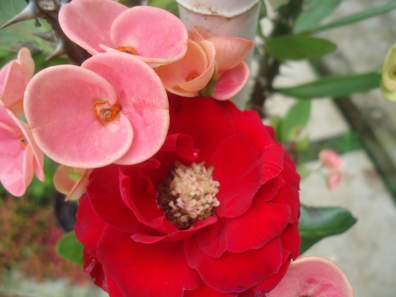  Bunga  Mawar Merah Darah dan Bunga  Euphorbia  Pink Rumah 