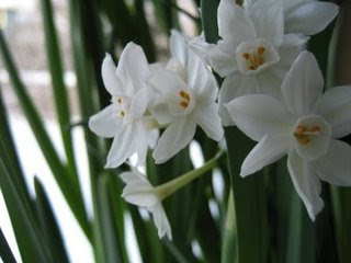 Forcing Bulbs Indoors