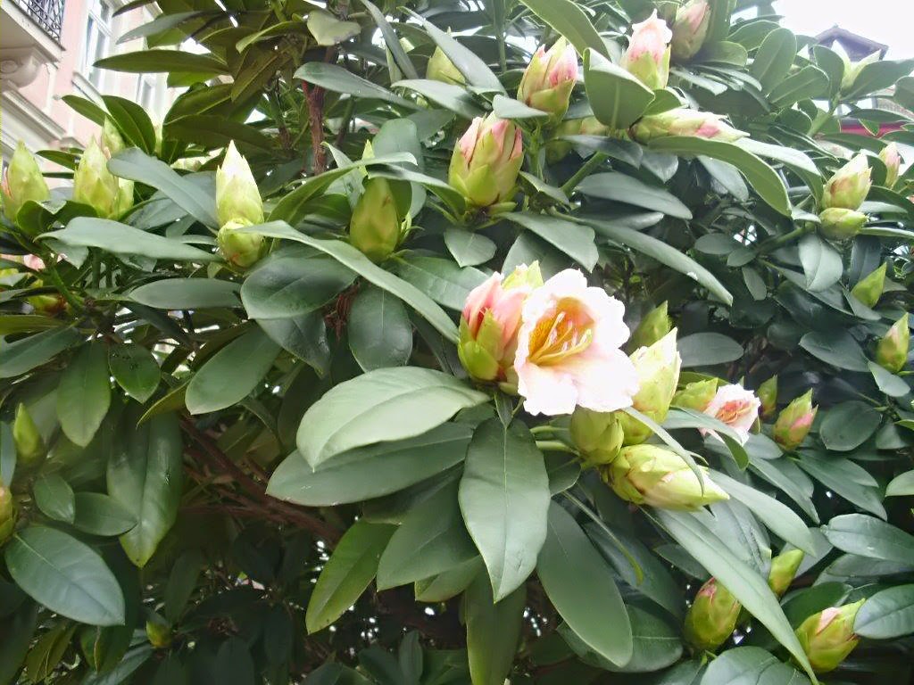 Marias Rhododendron vor dem Holländer Hof Heidelberg
