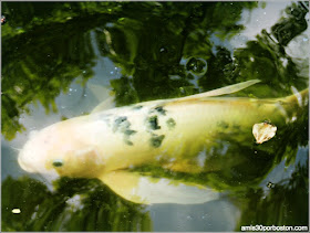 Peces Koi del Jardín Japonés de Fort Worth